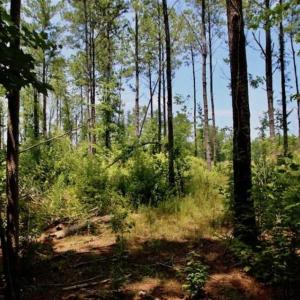 Photo of SOLD!!  Hunting Cabin with 10 Acres For Sale in Martin County NC!