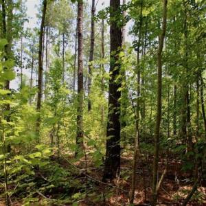 Photo of SOLD!!  Hunting Cabin with 10 Acres For Sale in Martin County NC!