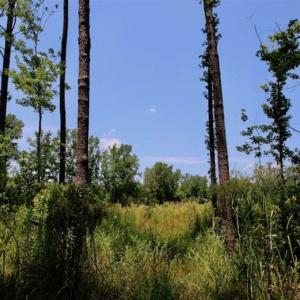 Photo of SOLD!!  Hunting Cabin with 10 Acres For Sale in Martin County NC!