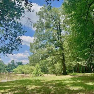 Photo of SOLD!!  13.38 Acres of Riverfront Timber and Hunting Land For Sale in Wayne County NC!