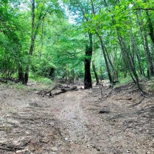 Photo of SOLD!!  13.38 Acres of Riverfront Timber and Hunting Land For Sale in Wayne County NC!