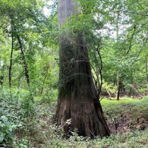 Photo of SOLD!!  13.38 Acres of Riverfront Timber and Hunting Land For Sale in Wayne County NC!