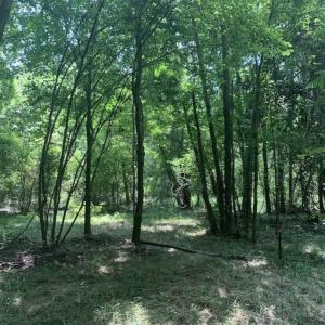 Photo of SOLD!!  13.38 Acres of Riverfront Timber and Hunting Land For Sale in Wayne County NC!