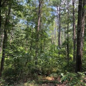 Photo of REDUCED!! 53 Acres of  Development and Timber Land For Sale in Chatham County, NC!