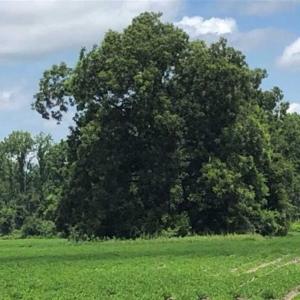 Photo of SOLD!!  38 Acres of Farm and Hunting Land For Sale in Robeson County NC!