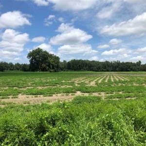 Photo of SOLD!!  38 Acres of Farm and Hunting Land For Sale in Robeson County NC!