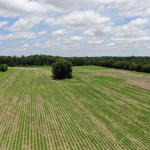 Photo of SOLD!!  38 Acres of Farm and Hunting Land For Sale in Robeson County NC!