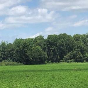 Photo of SOLD!!  38 Acres of Farm and Hunting Land For Sale in Robeson County NC!