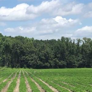 Photo of SOLD!!  38 Acres of Farm and Hunting Land For Sale in Robeson County NC!