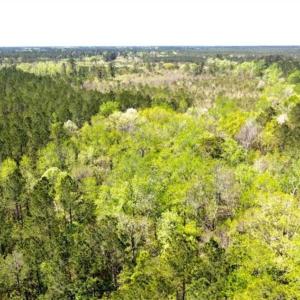Photo of SOLD!!  138.71 Ac of Hunting and Timber Land For Sale in Brunswick County NC!