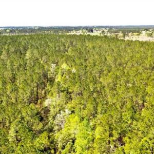 Photo of SOLD!!  138.71 Ac of Hunting and Timber Land For Sale in Brunswick County NC!