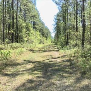 Photo of SOLD!!  138.71 Ac of Hunting and Timber Land For Sale in Brunswick County NC!
