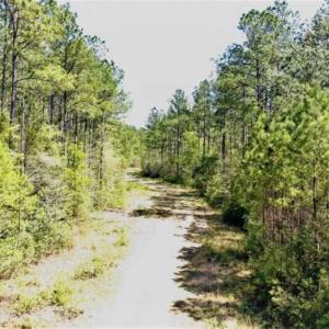 Photo of SOLD!!  138.71 Ac of Hunting and Timber Land For Sale in Brunswick County NC!