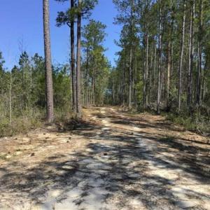 Photo of SOLD!!  138.71 Ac of Hunting and Timber Land For Sale in Brunswick County NC!