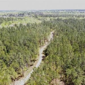 Photo of SOLD!!  138.71 Ac of Hunting and Timber Land For Sale in Brunswick County NC!