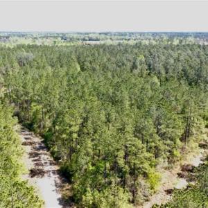 Photo of SOLD!!  138.71 Ac of Hunting and Timber Land For Sale in Brunswick County NC!