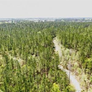 Photo of SOLD!!  138.71 Ac of Hunting and Timber Land For Sale in Brunswick County NC!