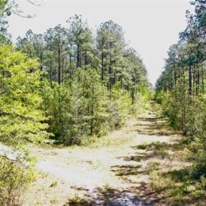 Photo of SOLD!!  138.71 Ac of Hunting and Timber Land For Sale in Brunswick County NC!