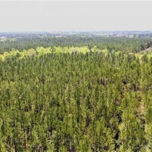 Photo of SOLD!!  138.71 Ac of Hunting and Timber Land For Sale in Brunswick County NC!
