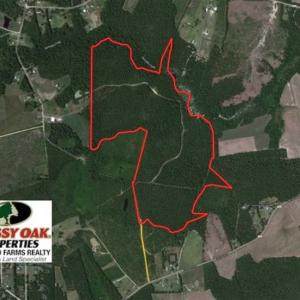 Photo of SOLD!!  138.71 Ac of Hunting and Timber Land For Sale in Brunswick County NC!
