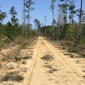 Photo of SOLD!!  138.71 Ac of Hunting and Timber Land For Sale in Brunswick County NC!
