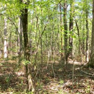Photo of SOLD!!  138.71 Ac of Hunting and Timber Land For Sale in Brunswick County NC!