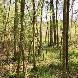 Photo of SOLD!!  138.71 Ac of Hunting and Timber Land For Sale in Brunswick County NC!
