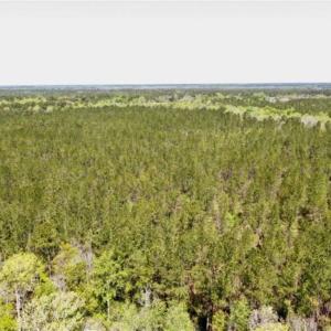 Photo of SOLD!!  138.71 Ac of Hunting and Timber Land For Sale in Brunswick County NC!