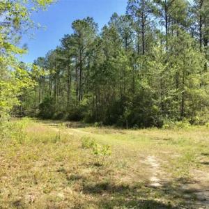 Photo of SOLD!!  138.71 Ac of Hunting and Timber Land For Sale in Brunswick County NC!