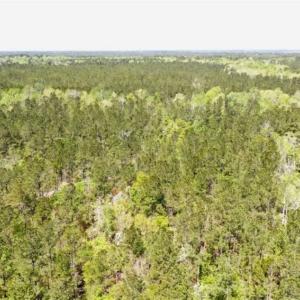 Photo of SOLD!!  138.71 Ac of Hunting and Timber Land For Sale in Brunswick County NC!