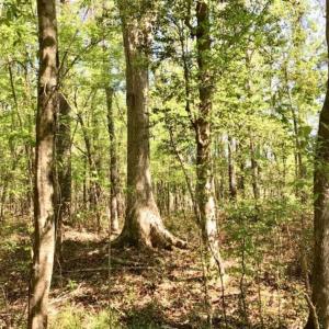 Photo of SOLD!!  138.71 Ac of Hunting and Timber Land For Sale in Brunswick County NC!