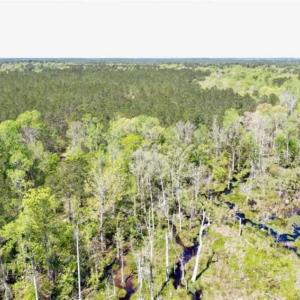 Photo of SOLD!!  138.71 Ac of Hunting and Timber Land For Sale in Brunswick County NC!