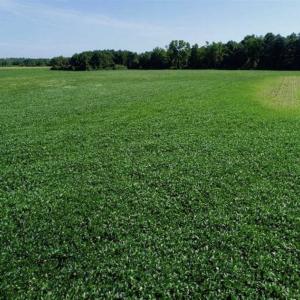 Photo of UNDER CONTRACT!!  66 Acres of Waterfront Farm and Development Land in Currituck County NC!