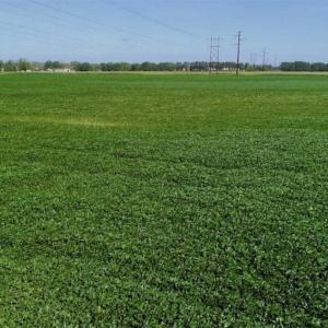 Photo of UNDER CONTRACT!!  66 Acres of Waterfront Farm and Development Land in Currituck County NC!