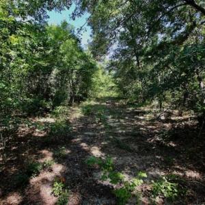 Photo of SOLD!!  36.5 Acres of Riverfront Hunting Land in Craven County NC!