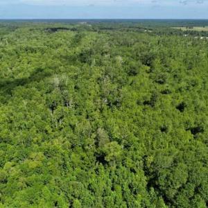 Photo of SOLD!!  36.5 Acres of Riverfront Hunting Land in Craven County NC!