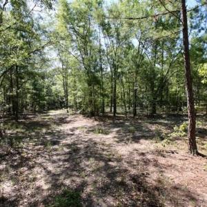 Photo of SOLD!!  36.5 Acres of Riverfront Hunting Land in Craven County NC!