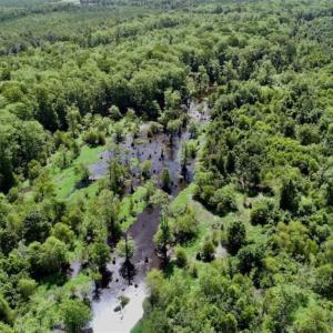 Photo of SOLD!!  36.5 Acres of Riverfront Hunting Land in Craven County NC!