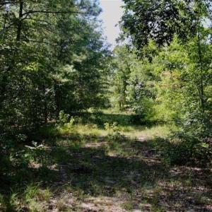 Photo of SOLD!!  36.5 Acres of Riverfront Hunting Land in Craven County NC!