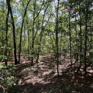 Photo of SOLD!!  36.5 Acres of Riverfront Hunting Land in Craven County NC!