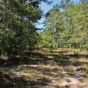 Photo of SOLD!!  36.5 Acres of Riverfront Hunting Land in Craven County NC!
