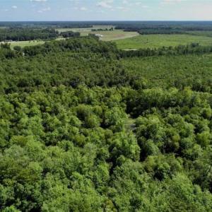 Photo of SOLD!!  36.5 Acres of Riverfront Hunting Land in Craven County NC!