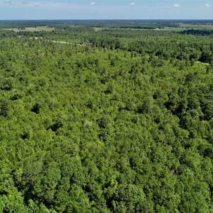 Photo of SOLD!!  36.5 Acres of Riverfront Hunting Land in Craven County NC!