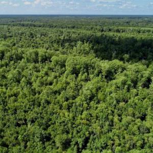 Photo of SOLD!!  36.5 Acres of Riverfront Hunting Land in Craven County NC!