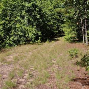 Photo of SOLD!!  36.5 Acres of Riverfront Hunting Land in Craven County NC!