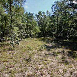 Photo of SOLD!!  36.5 Acres of Riverfront Hunting Land in Craven County NC!