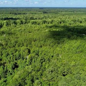 Photo of SOLD!!  36.5 Acres of Riverfront Hunting Land in Craven County NC!