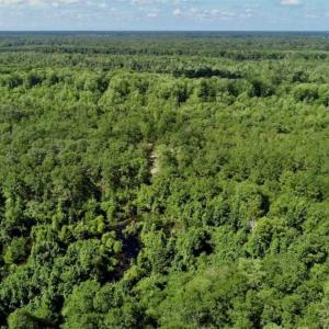 Photo of SOLD!!  36.5 Acres of Riverfront Hunting Land in Craven County NC!