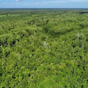 Photo of SOLD!!  36.5 Acres of Riverfront Hunting Land in Craven County NC!