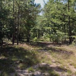Photo of SOLD!!  36.5 Acres of Riverfront Hunting Land in Craven County NC!